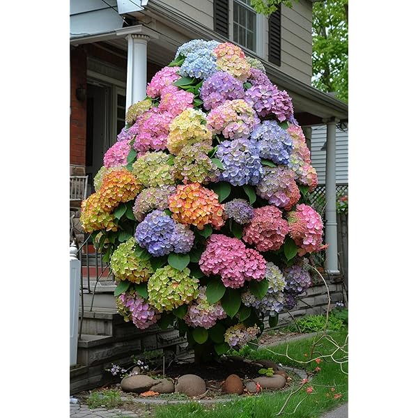 Florona Dwarf Hybrid Hydrangea macrophylla 'Deep Blue Ball' 1 Live